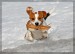 Beagle_Hund_Winter_Schnee.jpg